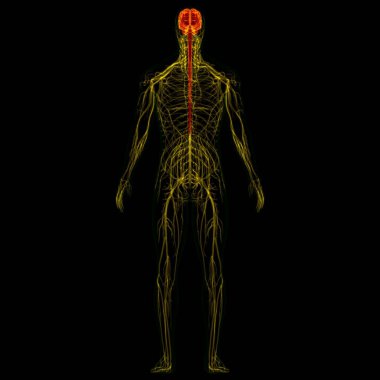 Tıbbi Konsept için sinir sistemi anatomisi olan 3D İnsan Beyni