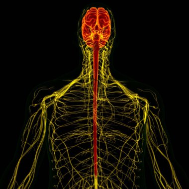 Tıbbi Konsept için sinir sistemi anatomisi olan 3D İnsan Beyni