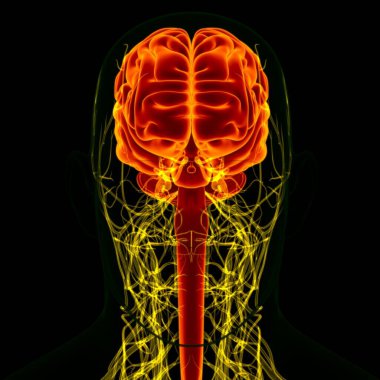 Tıbbi Konsept için sinir sistemi anatomisi olan 3D İnsan Beyni