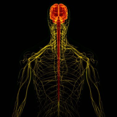 Tıbbi Konsept için sinir sistemi anatomisi olan 3D İnsan Beyni