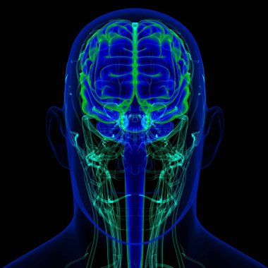 Tıbbi Konsept İçin Dolaşım Sistemi Anatomisine sahip 3B İnsan Beyni