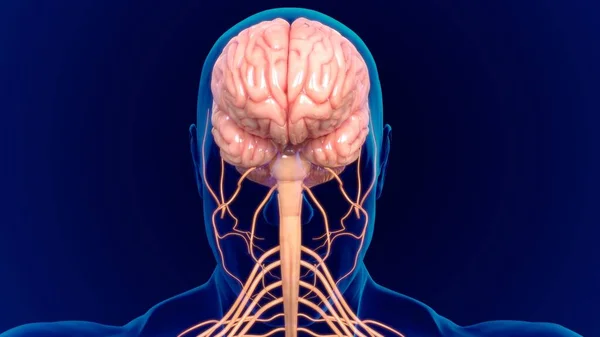 Anatomia Umana Del Cervello Dell Illustrazione Con Sistema Nervoso Concetto — Foto Stock