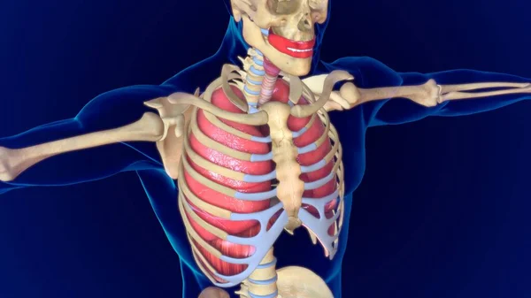 Illustratie Menselijke Longen Anatomie Met Middenrif Skelet Voor Medisch Concept — Stockfoto