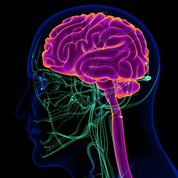 三维人脑图解与循环系统解剖的医学概念 — 图库照片