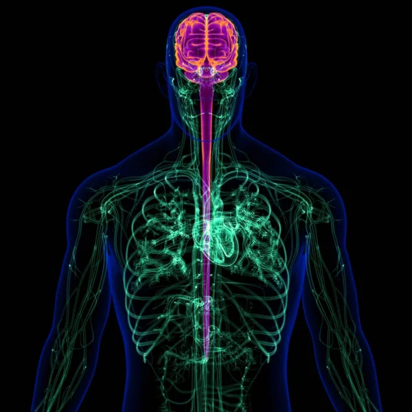 Cerebro Humano Ilustración Con Anatomía Del Sistema Circulatorio Para Concepto — Foto de Stock