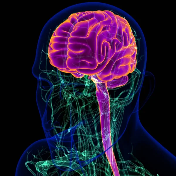 Cerebro Humano Ilustración Con Anatomía Del Sistema Circulatorio Para Concepto — Foto de Stock