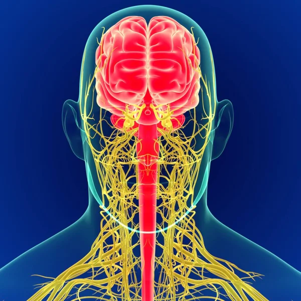 Ilustração Cérebro Humano Com Anatomia Sistema Nervos Cérebro — Fotografia de Stock