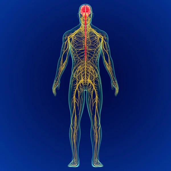 Sinir sistemi anatomisi olan 3 boyutlu insan beyni. (3 boyutlu beyin)