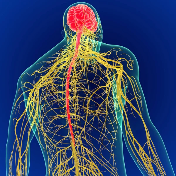Ilustracja Ludzki Mózg Anatomią Układu Nerwowego Mózg — Zdjęcie stockowe