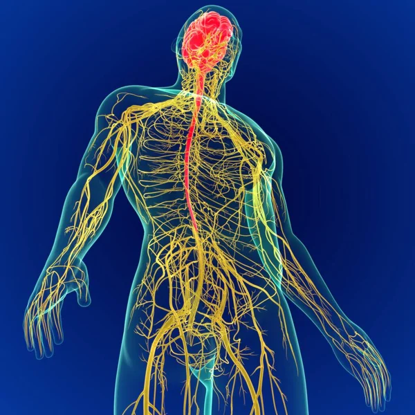 Ilustracja Ludzki Mózg Anatomią Układu Nerwowego Mózg — Zdjęcie stockowe
