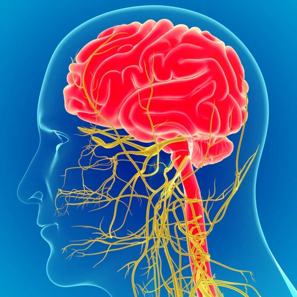 Ilustración Cerebro Humano Con Anatomía Del Sistema Nervioso Cerebro Fondo —  Fotos de Stock