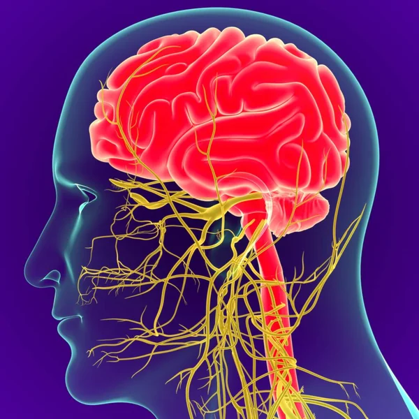 Illustrazione Cervello Umano Con Anatomia Del Sistema Nervoso Cervello Sfondo — Foto Stock