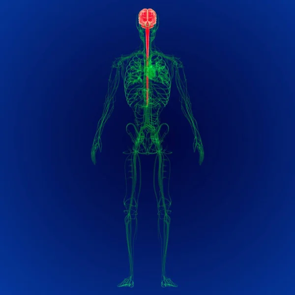 Ilustracja Ludzki Mózg Anatomią Układu Krążenia Mózg — Zdjęcie stockowe