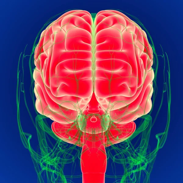 Ilustración Cerebro Humano Con Anatomía Del Sistema Circulatorio Cerebro — Foto de Stock