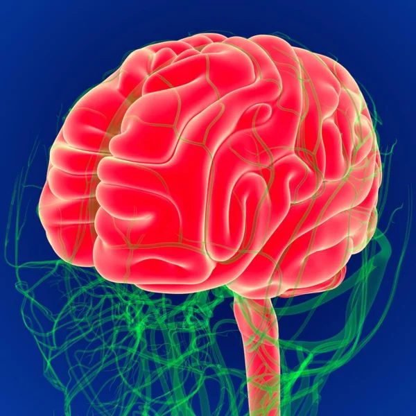 Ilustración Cerebro Humano Con Anatomía Del Sistema Circulatorio Cerebro —  Fotos de Stock