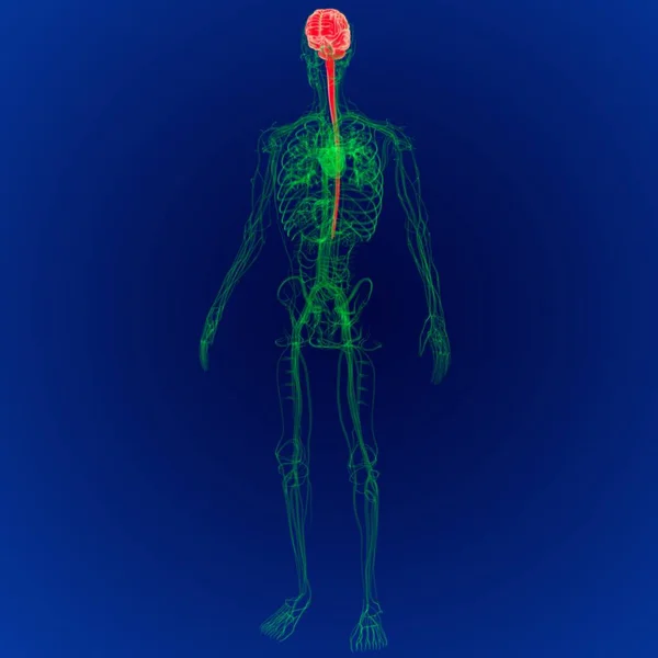 Ілюстрація Людського Мозку Анатомією Циркуляторної Системи Brain — стокове фото