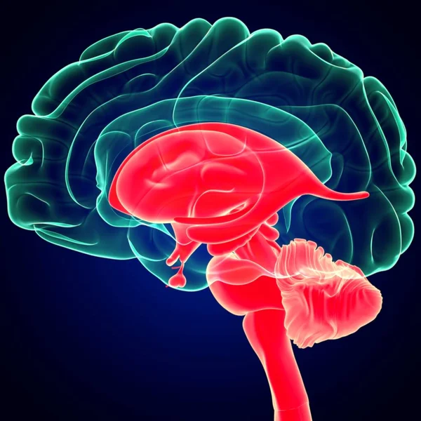 Ilustración Cerebro Humano Interior Partes Anatomía Para Concepto Médico Ángulo — Foto de Stock