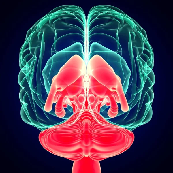 Ilustración Cerebro Humano Anatomía Interior Las Piezas Para Concepto Médico — Foto de Stock