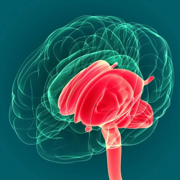 Ilustración Cerebro Humano Anatomía Interior Las Piezas Para Concepto Médico — Foto de Stock