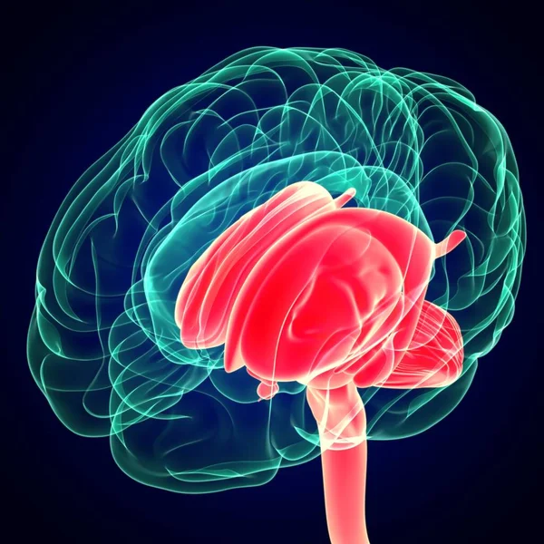 Иллюстрация Анатомия Внутренних Частей Мозга Человека Медицинской Концепции — стоковое фото