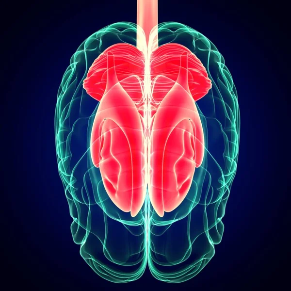 Ilustración Cerebro Humano Interior Partes Anatomía Para Concepto Médico Ángulo —  Fotos de Stock