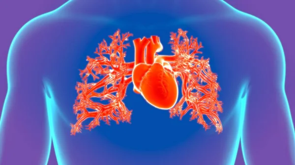 Illustration Anatomie Des Menschlichen Herzens Für Medizinisches Konzept — Stockfoto