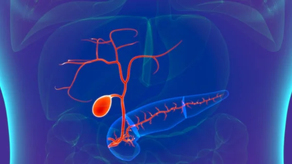 Anatomia Del Sistema Digestivo Umano Dell Illustrazione Cistifellea Concetto Medico — Foto Stock