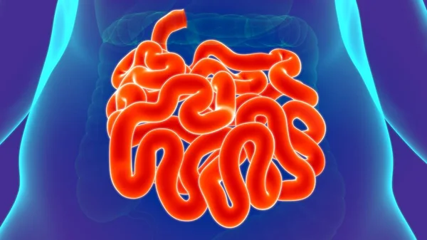 Ilustración Anatomía Del Sistema Digestivo Humano Intestino Delgado Para Concepto — Foto de Stock