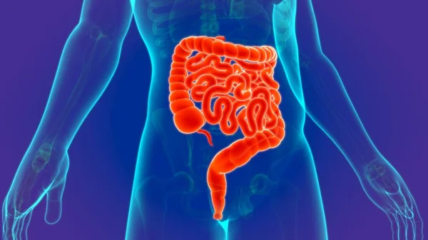 Ilustración Anatomía Del Sistema Digestivo Humano Intestino Delgado Grueso Para — Foto de Stock