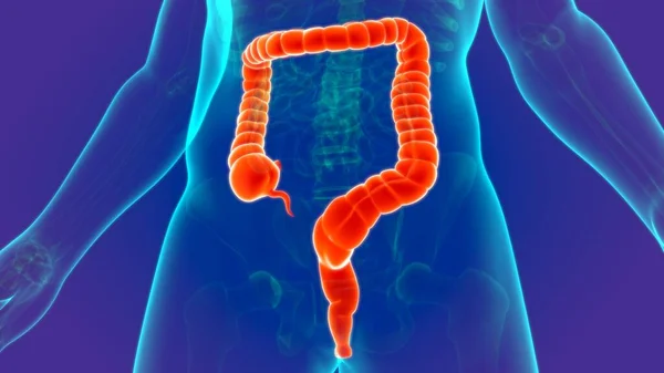 Ilustración Anatomía Del Sistema Digestivo Humano Intestino Grueso Para Concepto — Foto de Stock