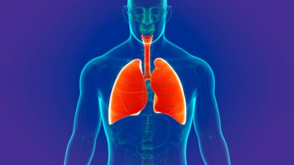 Ilustración Anatomía Del Sistema Respiratorio Humano Pulmones Para Concepto Médico — Foto de Stock