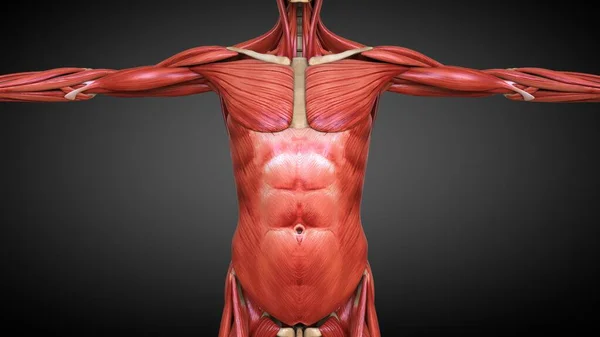 Muscular System Responsible Movement Human Body — Stock Photo, Image