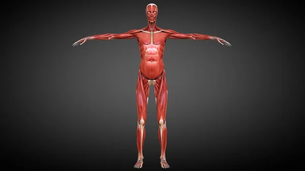 肌肉系统负责人体的运动 — 图库照片