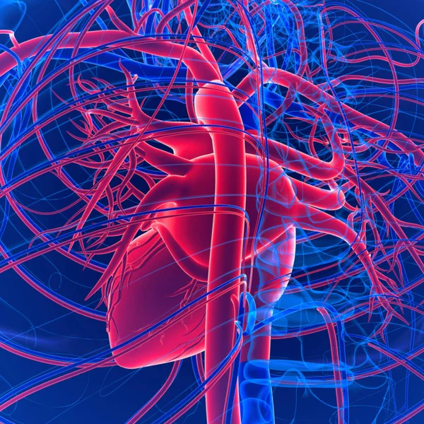 순환계통은 혈관으로 이루어져 놀라운 체계는 산소를 심장에서 동맥을 온몸으로 — 스톡 사진