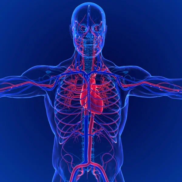 循环系统由心脏 毛细血管和静脉组成 这个了不起的系统通过动脉从整个身体的肺和心脏输送有氧血液 — 图库照片
