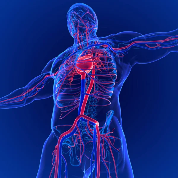 Circulatory System Composed Heart Arteries Capillaries Veins Remarkable System Transports — Stock Photo, Image