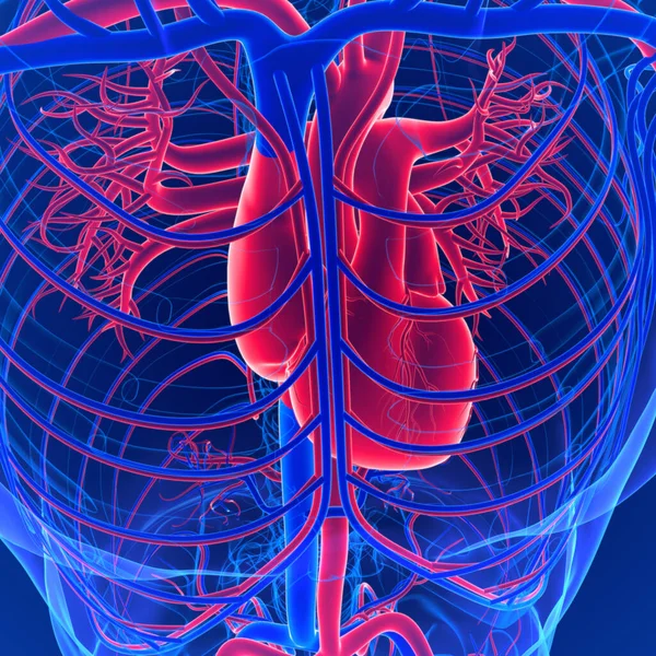 循環器系は心臓 毛細血管 静脈で構成されています この驚くべきシステムは 動脈を介して体中の肺と心臓から酸素化された血液を輸送します — ストック写真