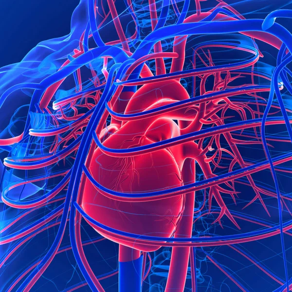 Cirkulationssystemet Består Hjärta Artärer Kapillärer Och Vener Detta Anmärkningsvärda System — Stockfoto