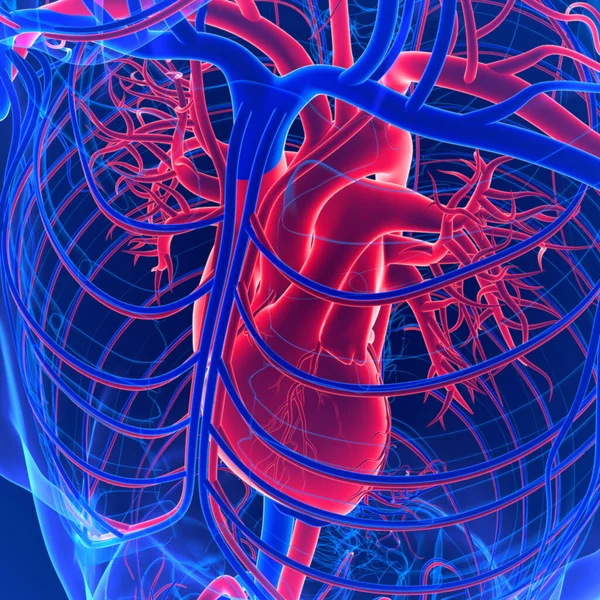 循環器系は心臓 毛細血管 静脈で構成されています この驚くべきシステムは 動脈を介して体中の肺と心臓から酸素化された血液を輸送します — ストック写真