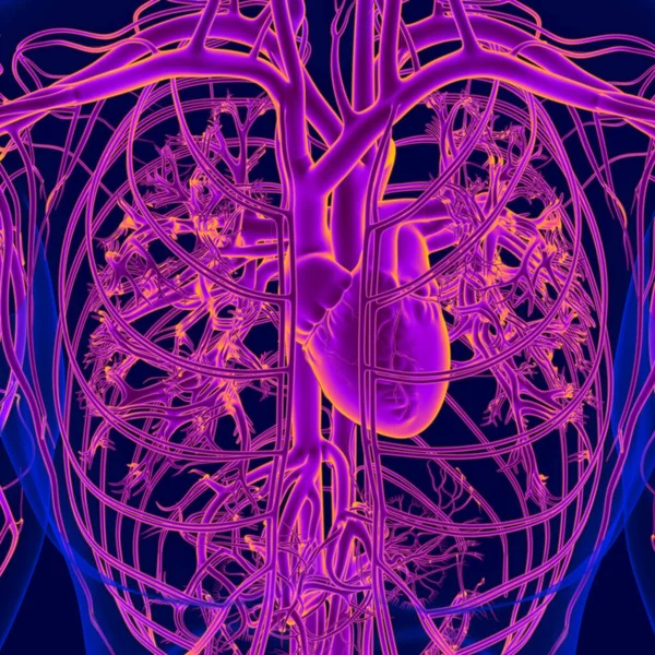 Dolaşım Sistemi Anatomisi Olan Nsan Kalbi — Stok fotoğraf