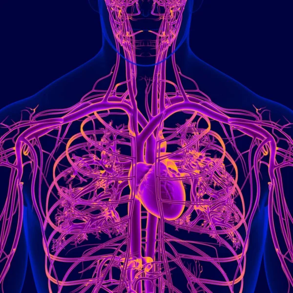 Illustration Människans Hjärta Med Cirkulationssystem Anatomi — Stockfoto