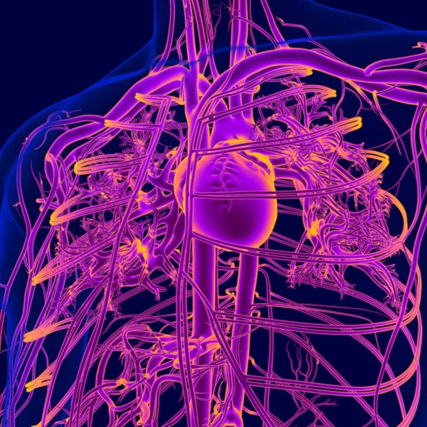 Ilustração Coração Humano Com Anatomia Sistema Circulatório — Fotografia de Stock