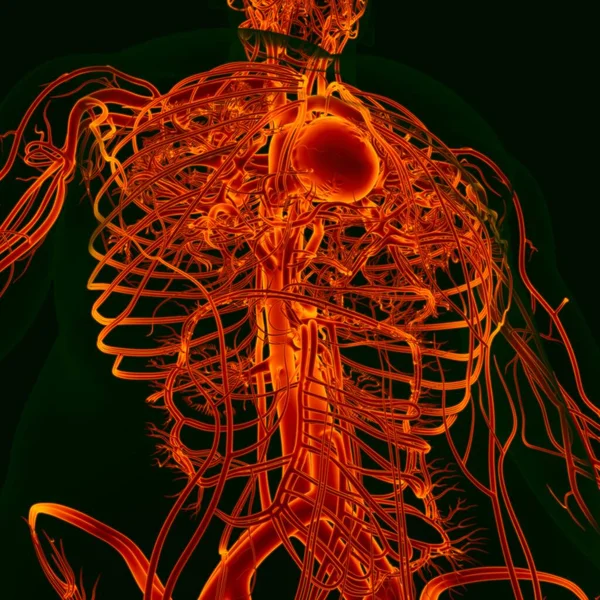 Corazón Humano Ilustración Con Anatomía Del Sistema Circulatorio Para Concepto —  Fotos de Stock