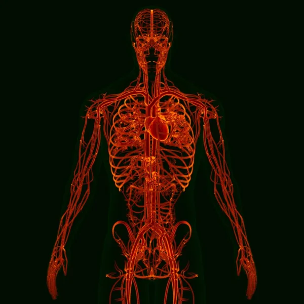 Tıbbi Konsept Çin Dolaşım Sistemi Anatomisi Olan Nsan Kalbi — Stok fotoğraf