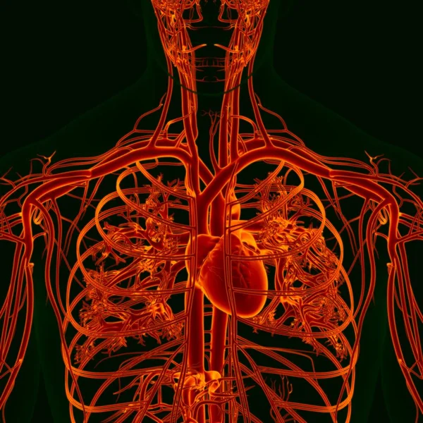 Coração Humano Ilustração Com Anatomia Sistema Circulatório Para Conceito Médico — Fotografia de Stock