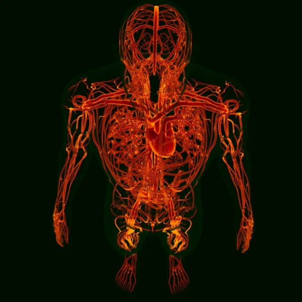 三维重建人类心脏与循环系统解剖的医学概念 — 图库照片