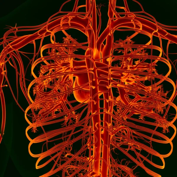 Απεικόνιση Της Ανθρώπινης Καρδιάς Την Κυκλοφορία Ανατομία Του Συστήματος Για — Φωτογραφία Αρχείου