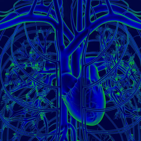 3Dイラスト 循環器系の解剖学的構造を持つ人間の心 — ストック写真