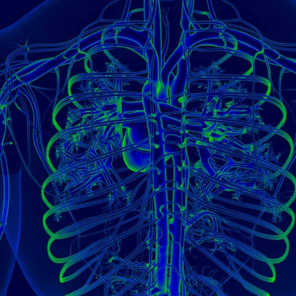 Ілюстрація Людське Серце Циркулярною Системою Анатомія Медичної Концепції — стокове фото