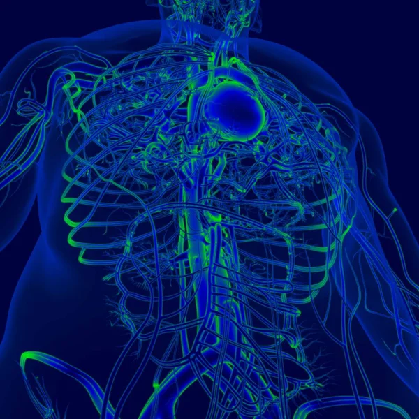 Coração Humano Ilustração Com Anatomia Sistema Circulatório Para Conceito Médico — Fotografia de Stock